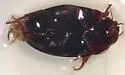 Platambus flavovittatus - photo 2