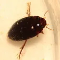 Platambus semivittatus