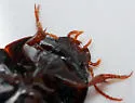 Platambus semivittatus - photo 4