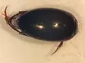 Platambus stagninus