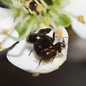 Platandria carolinae - photo 2