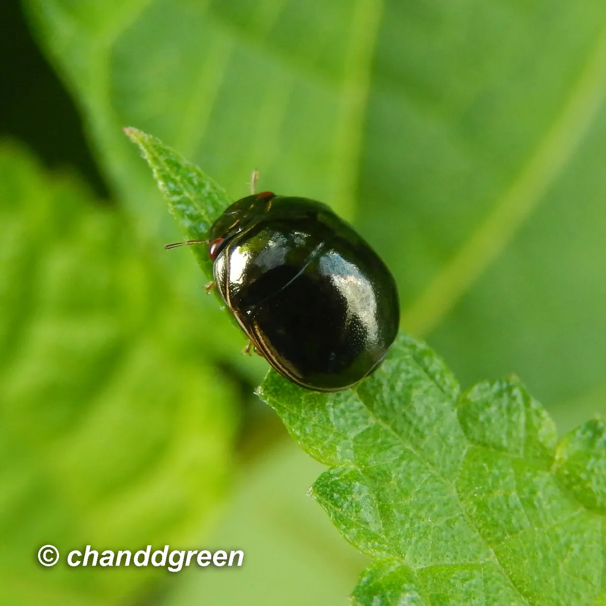 Plataspidae - photo 2