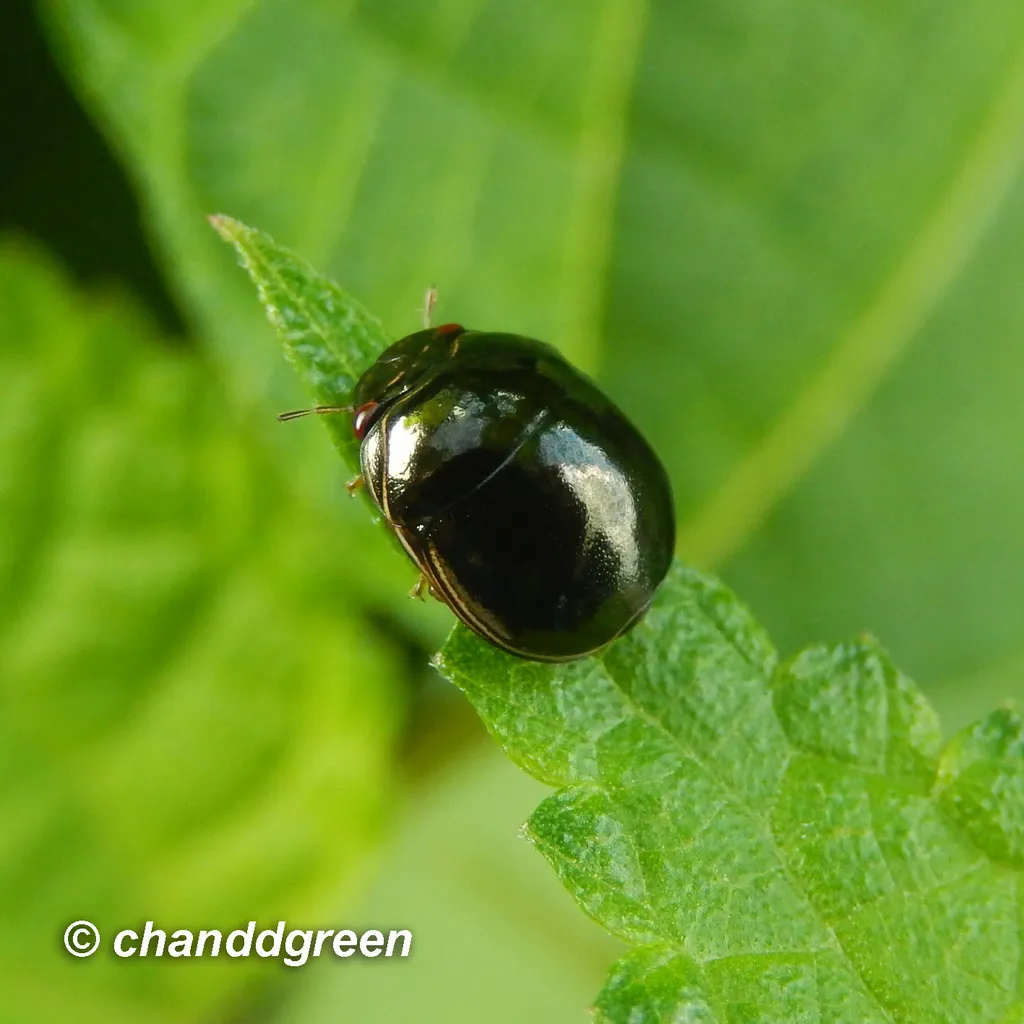 Plataspidae - photo 3