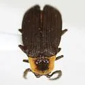 Plateros bispiculatus