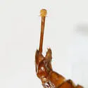 Plateros bispiculatus - photo 4