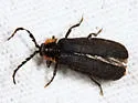 Plateros bispiculatus - photo 5