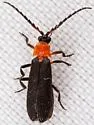 Plateros coccinicollis - photo 2