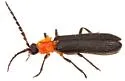 Plateros coccinicollis - photo 3