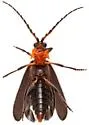 Plateros coccinicollis - photo 4
