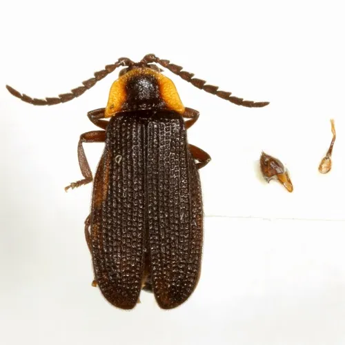 Plateros flavoscutellatus