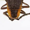 Plateros peregrinus - Plateros peregrinus