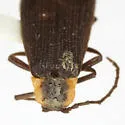 Plateros volatus