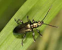 Plateumaris balli
