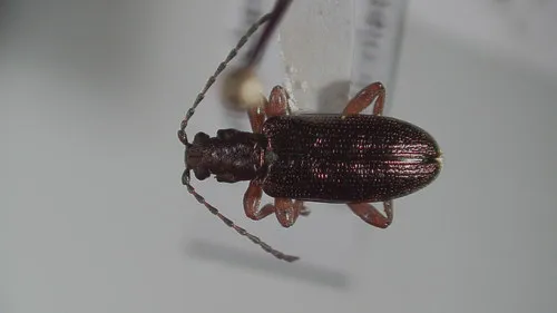 Plateumaris diversa