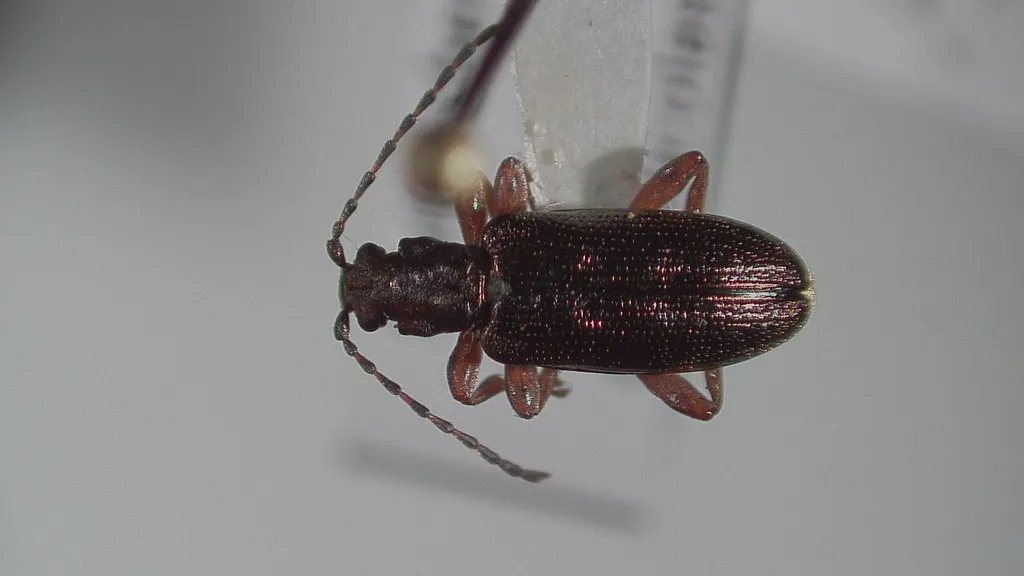 Plateumaris diversa - photo 2