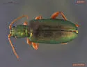 Plateumaris dubia