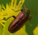 Plateumaris dubia - photo 4