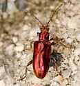 Plateumaris dubia - photo 5