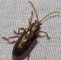 Plateumaris flavipes