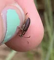 Plateumaris flavipes - photo 4
