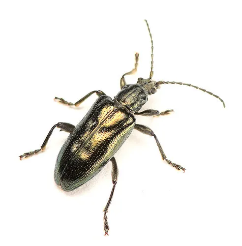 Plateumaris fulvipes