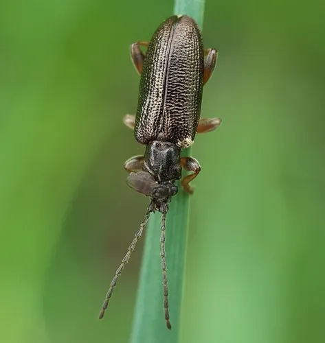 Germar's reed beetle - photo 2