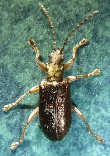 Germar's reed beetle - photo 3