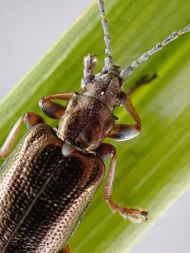 Germar's reed beetle - photo 4