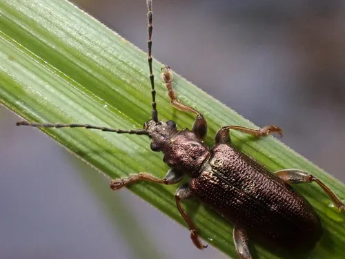 Germar's reed beetle - photo 5