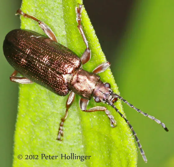 Germar's reed beetle - photo 6