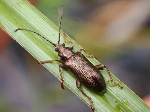 Germar's reed beetle - photo 7