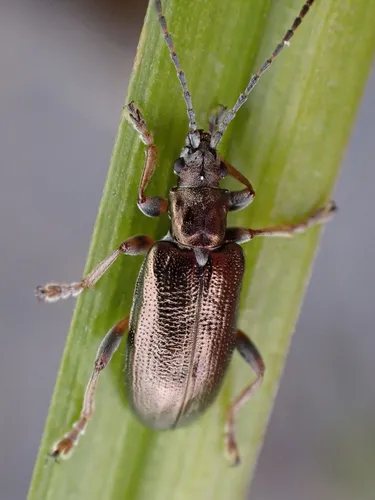 Germar's reed beetle - photo 8