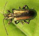 Plateumaris metallica