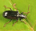 Plateumaris metallica - photo 2