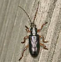 Plateumaris neomexicana - Plateumaris neomexicana