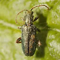 Plateumaris neomexicana - photo 2