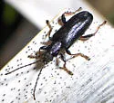 Plateumaris neomexicana - photo 4