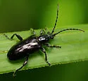 Plateumaris nitida - photo 2