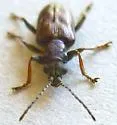 Plateumaris pusilla - photo 4