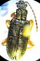 Plateumaris robusta - Plateumaris robusta