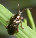 Plateumaris rufa