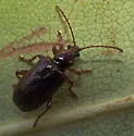 Plateumaris rufa - photo 2