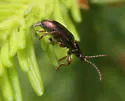 Plateumaris rufa - photo 3