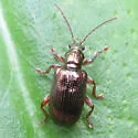 Plateumaris rufa - photo 4