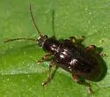 Plateumaris rufa - photo 5