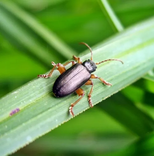 Plateumaris rustica - photo 2