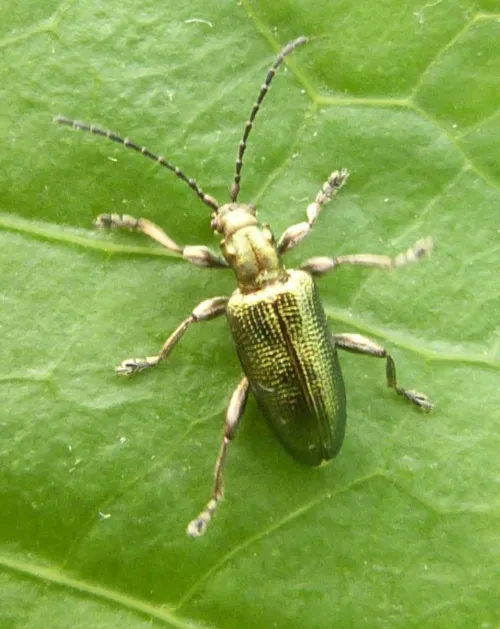 Plateumaris sericea - photo 2