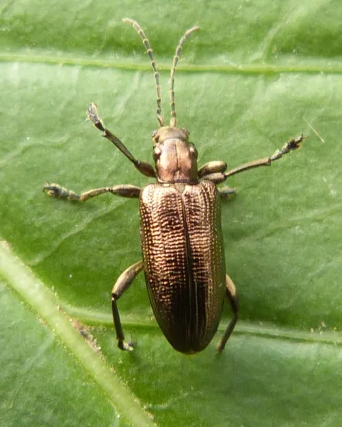 Plateumaris sericea - photo 3