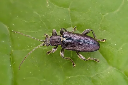 Plateumaris sericea - photo 4