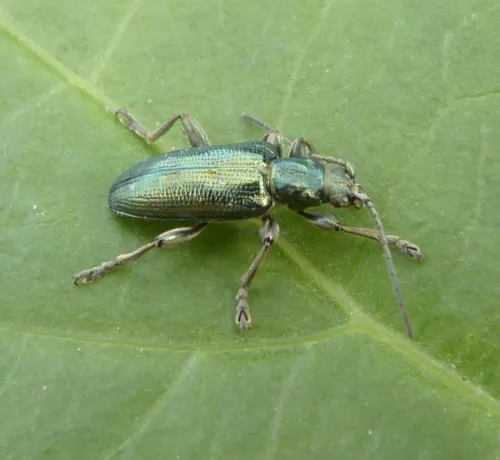 Plateumaris sericea - photo 5